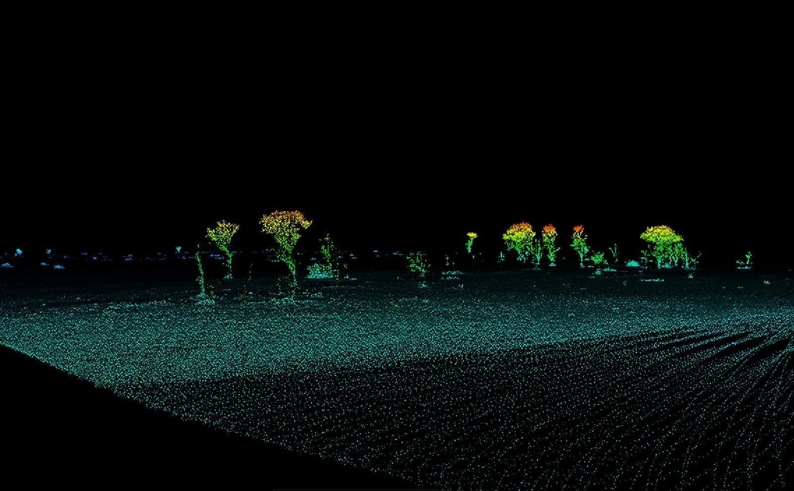 LiDAR point cloud of trees, height-coloured